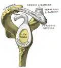 Origine du chef long du muscle biceps brachial.