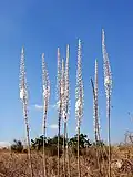 Plantes fleuries dans un champ