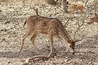Cerf axis mâle.