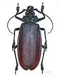 Titanus giganteus (Linnaeus, 1771)