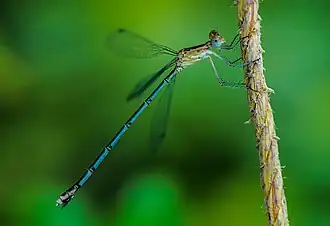 Lestes elatus