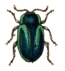 Oreina gloriosa.
