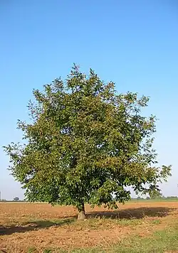 Nogal austral ou juglans australis.
