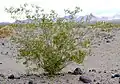 Le créosotier, Larrea tridentata.