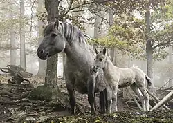 Photographie en couleurs d'une jument et de son poulain, côte à côte, dans une forêt d'automne