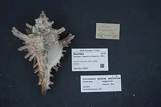 Hexaplex megacerus
