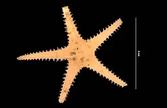 Pectinaster filholi