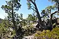 Athrotaxis cupressoides