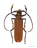 Callipogon cinnamomeus Muséum de Toulouse