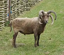 Mouton loaghtan