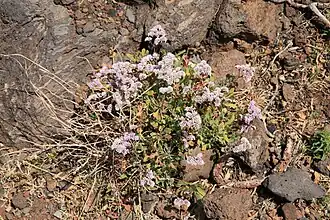 Description de l'image La Palma - Garafía - Vía Puerto de Garafía + Limonium pectinatum 01 ies.jpg.