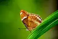 Hypolimnas bolina jacintha
