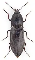 Selatosomus impressus.