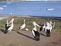 Les pélicans de Kalbarri.