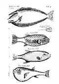 Planche sur les poissons extraite de Museaum regalis societatis (1681).