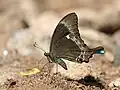 Papilio crino à Melagiri, Inde.
