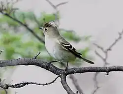 Élénie à cimier blanc (Elaenia albiceps)