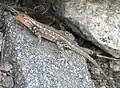 Lézard de Sagebrush.