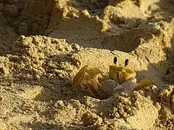 Crabe soleil.