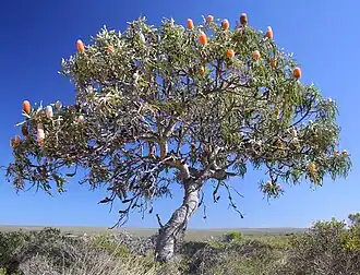 Description de l'image Banksia prionotes bonsai like.jpg.