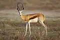 Springbok