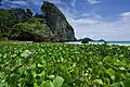 Plage de Hat Yao et canavalia en fleurs