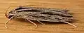 Leistarcha scitissimella