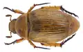 Coléoptère Anomala nigripes