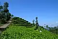 La plantation de thé de Ngglinggo dans le kabupaten de Kulon Progo