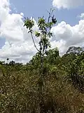 Jeune pied de Mahurea palustrisi dans une savane proche du bagne des Annamites de Montsinéry (Guyane)