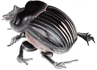 Description de l'image DichotomiusCarolinus.jpg.