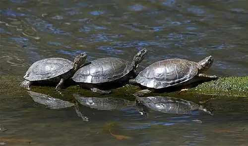Tortue de l'Ouest.
