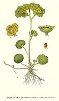 Illustration aus Bilder ur Nordens Flora