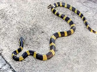 B. fasciatus
