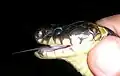 Kopf von B. fasciatus
