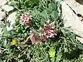 Anthyllis vulneraria subsp. iberica