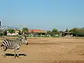 Zebra im Außengelände