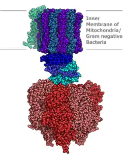 ATP-Synthase