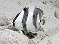 Gestreifter Falterfisch (C. striatus)