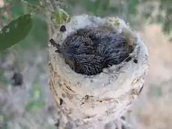 Nestlinge