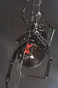 Weibchen, beim Netzbau