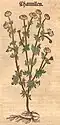 Hieronymus Bock 1546
