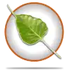 Logo von Bodhi Linux