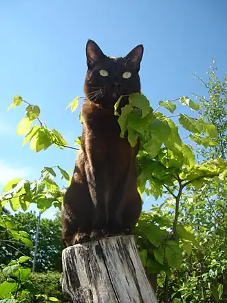 Asian (Katze)