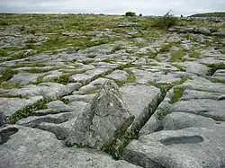 Typischer Burren