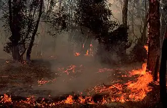 Ein Buschfeuer