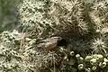 Nest in Cylindropuntia