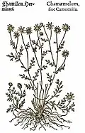 Mattioli / Handsch / Camerarius 1586
