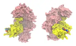 Cap-Binding-Komplex