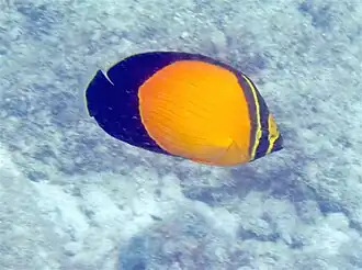 Arabischer Rippen-Falterfisch (C. melapterus)